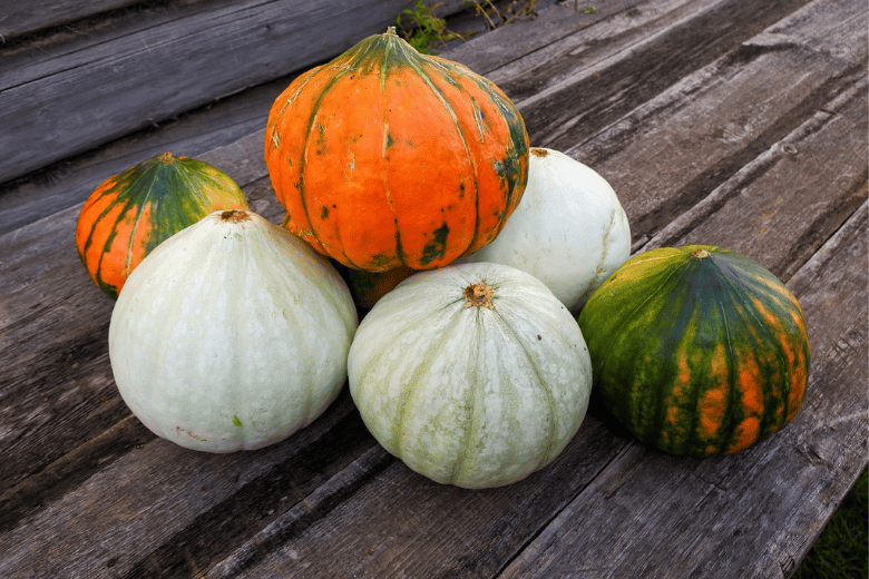 pile of harvested pumpkins