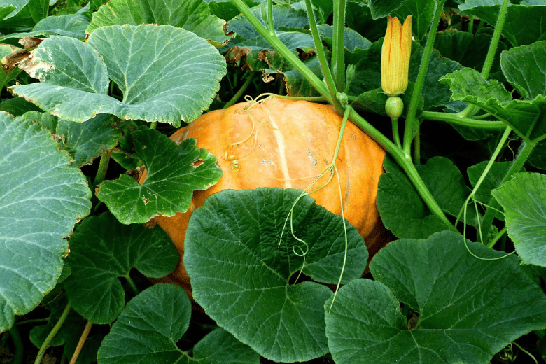 pumpkin vine and fruit growing in garden