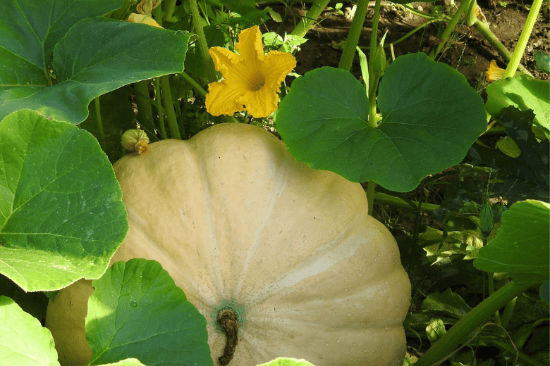 white pumpkin growing in garden