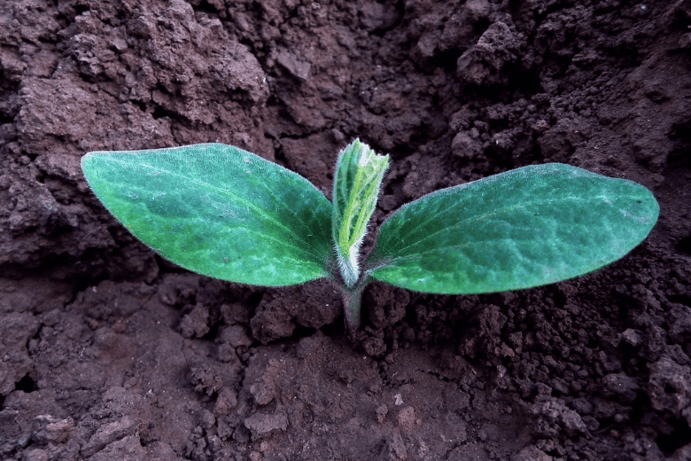 pumpkin seedling