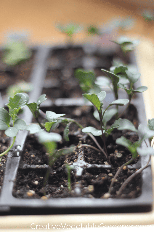 starting broccoli seeds