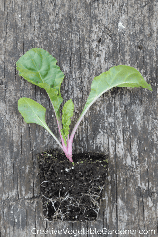 chard seedling for garden zone 5