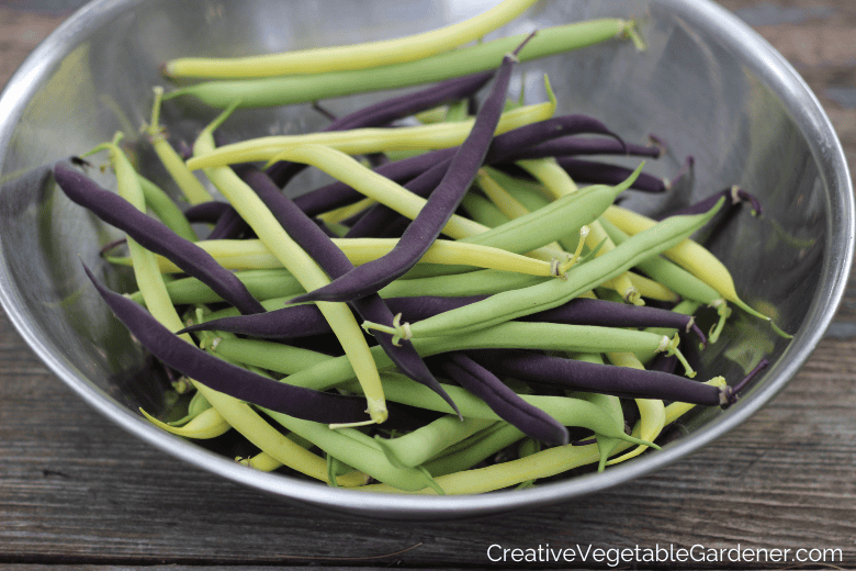 green, purple and yellow bean harvest