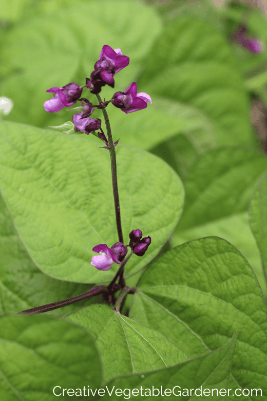 bean plant flower