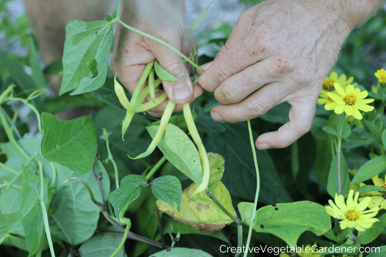 growing and harvesting bush beans