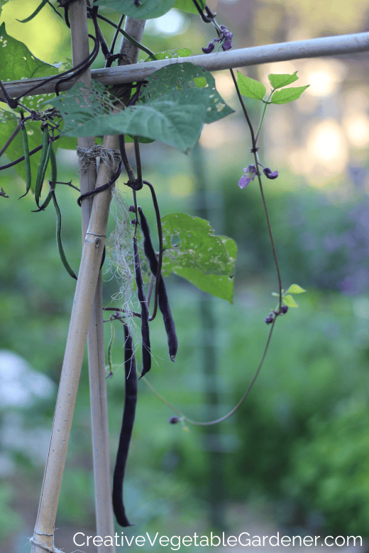 growing pole beans on a trellis