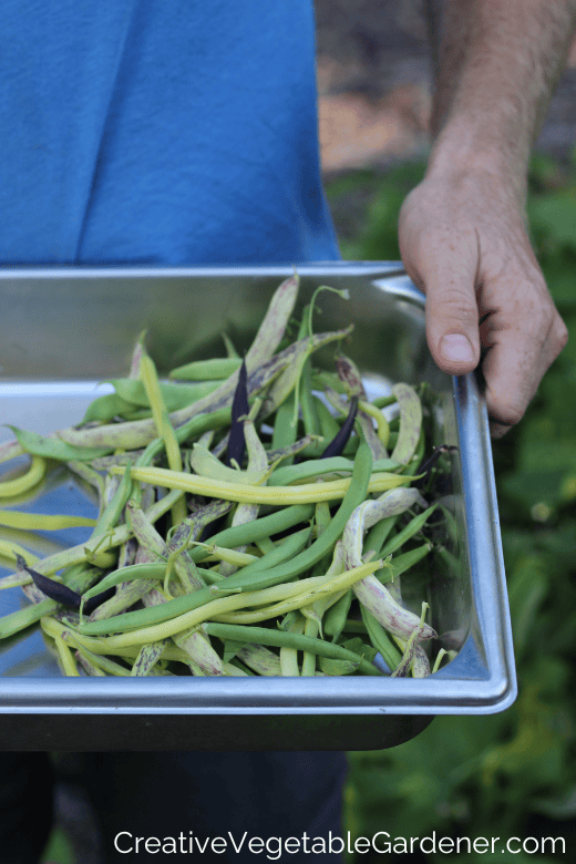 harvest of bush beans vs pole beans