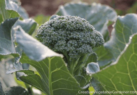 broccoli in the garden ready for harvest
