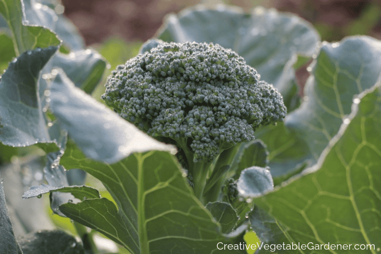 broccoli in the garden ready for harvest