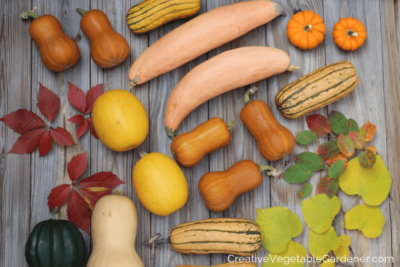 colorful winter squash and fall leaves laid out in an arrangement